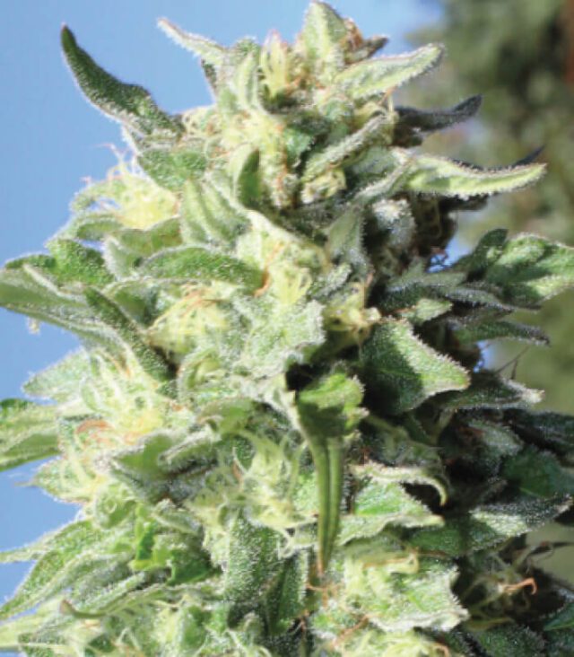 Banana Mango Feminized Seeds