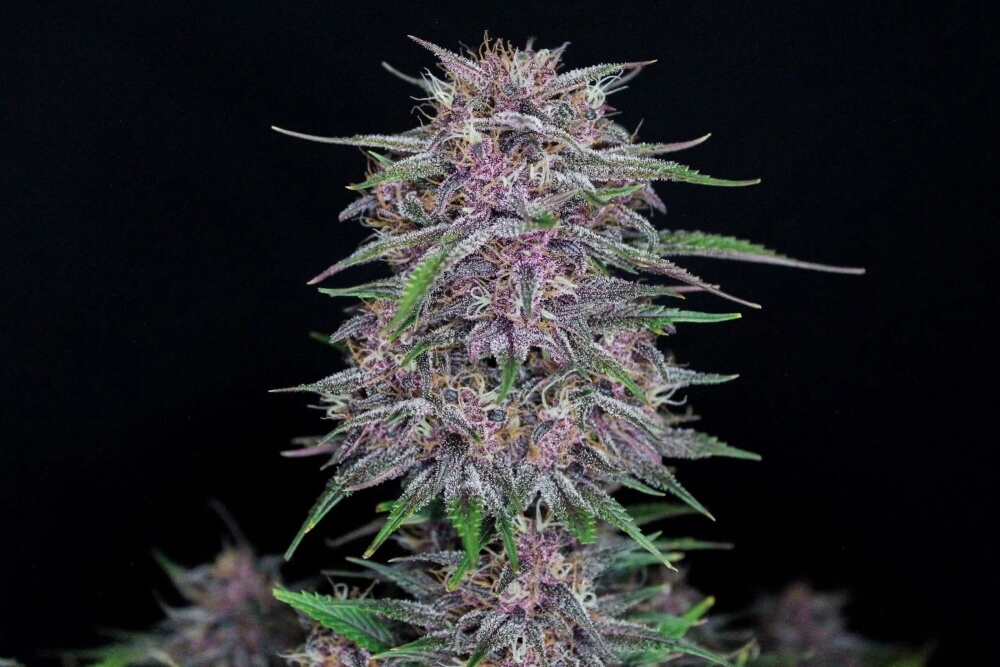 banana-purple-punch-auto-2