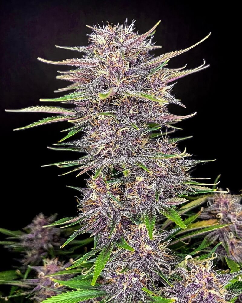 Banana Purple Punch Auto Feminized Seeds Banana Purple Punch Auto Feminized Seeds