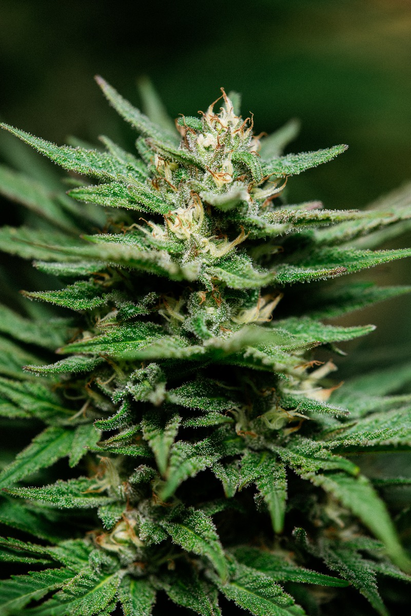 Buy Banana Kush Feminized Seeds by Atlas Seed in America - Stellar Seeds