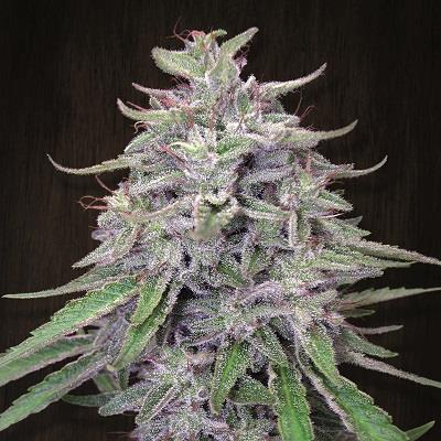 Bangi Haze Feminized Seeds