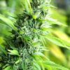 Banana Sapphire Feminized Seeds