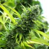 Buy Banana Sapphire Feminized Seeds by Humboldt Seed Org. in America - Image 2