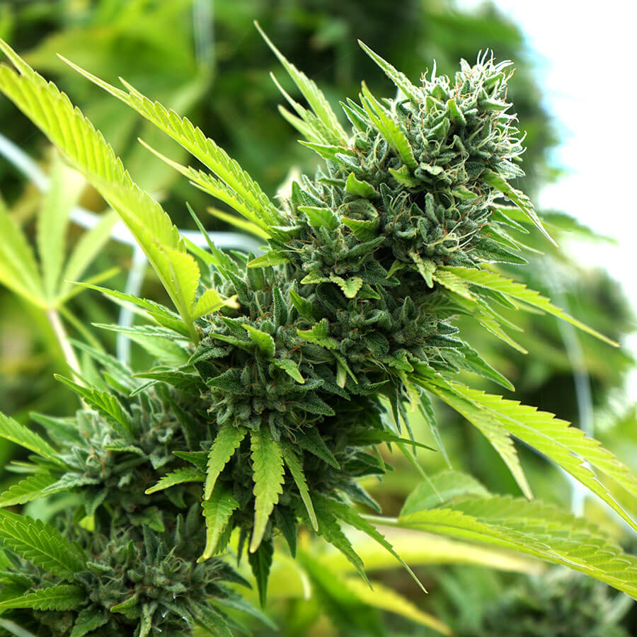 bannana-sapphire-2