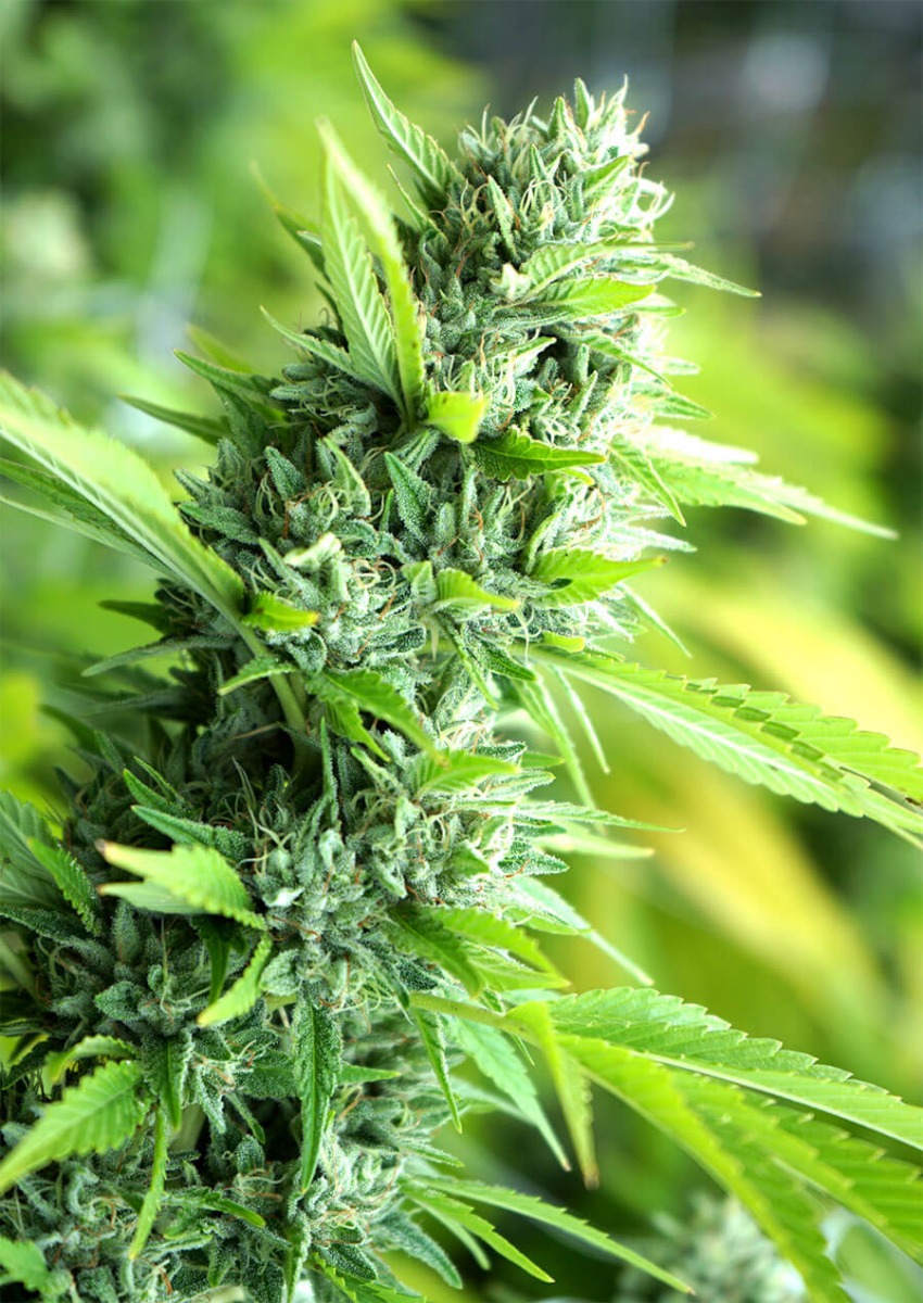 Banana Sapphire Feminized Seeds Banana Sapphire Feminized Seeds