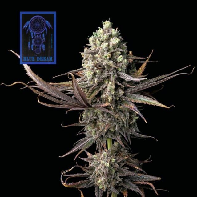 Blue Dream FAST Feminized Seeds