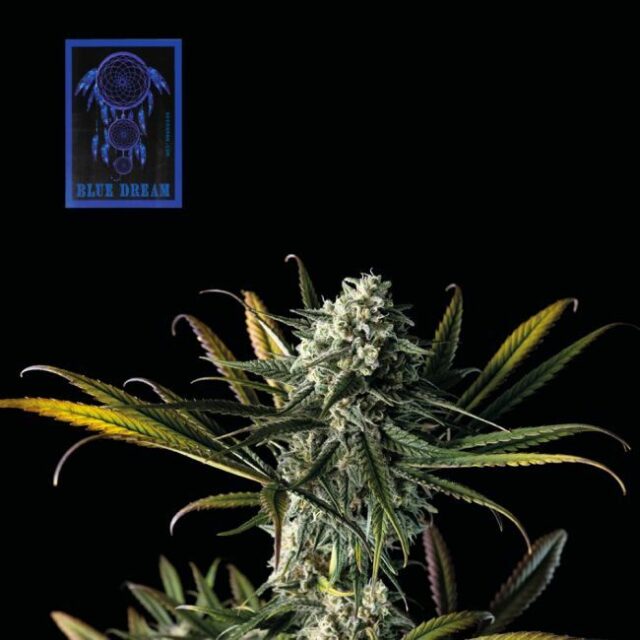 Blue Dream Feminized Seeds