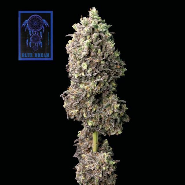 Blue Dream Feminized Seeds