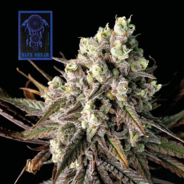 Blue Dream Feminized Seeds