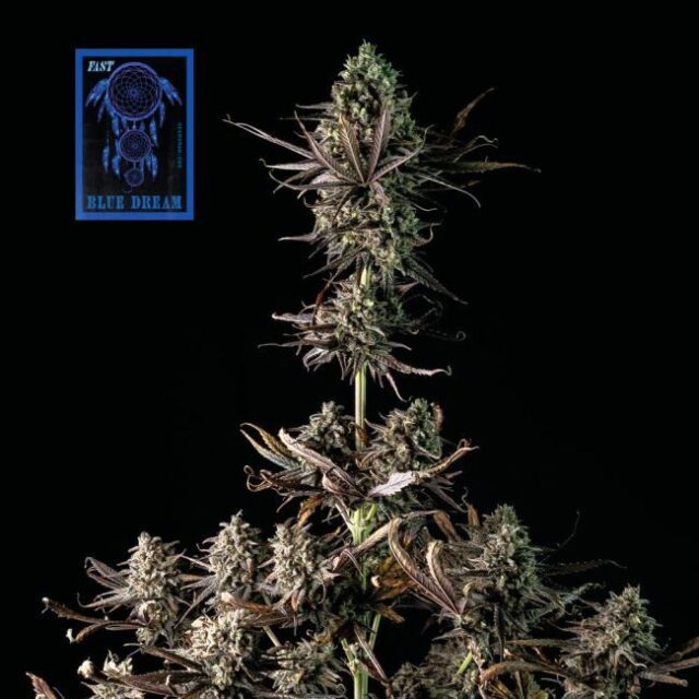 Blue Dream FAST Feminized Seeds