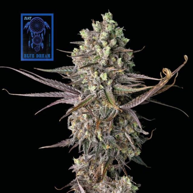 Blue Dream FAST Feminized Seeds