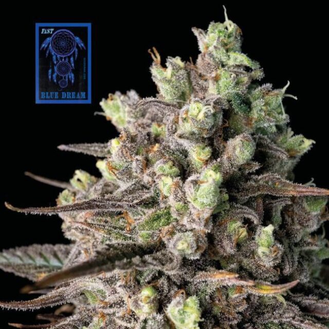 Blue Dream FAST Feminized Seeds