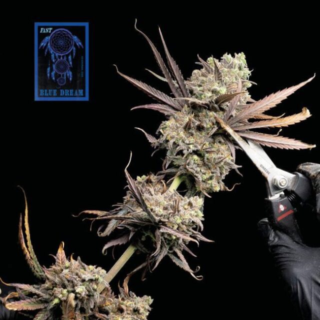 Blue Dream FAST Feminized Seeds