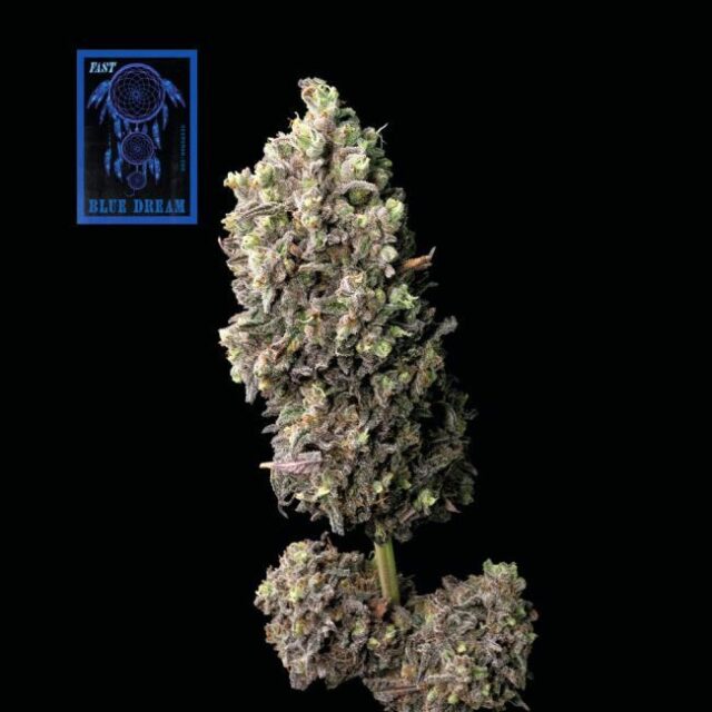 Blue Dream FAST Feminized Seeds