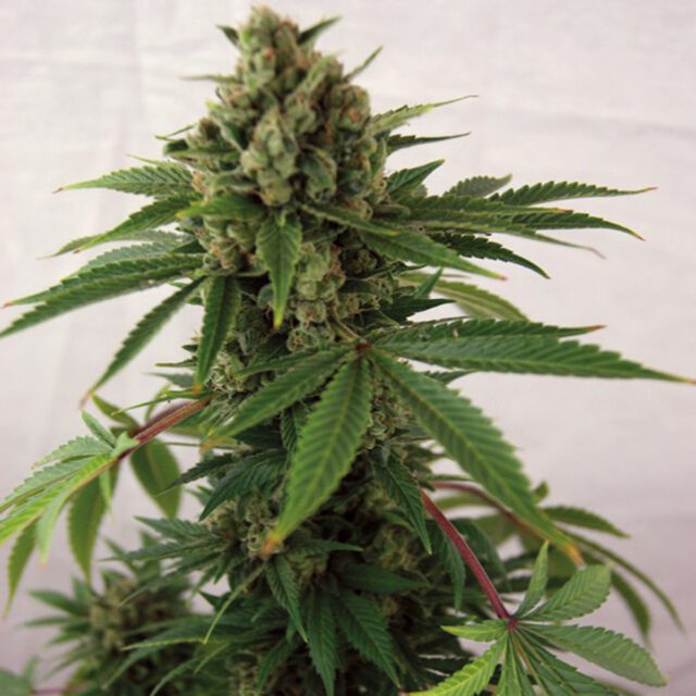 Blueberry Cheese Auto Feminized Seeds