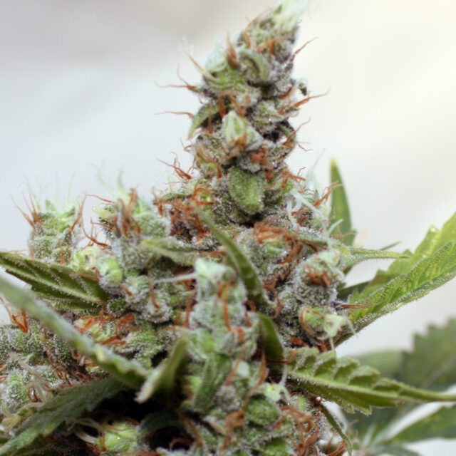 Blue Shark CBD Feminized Seeds