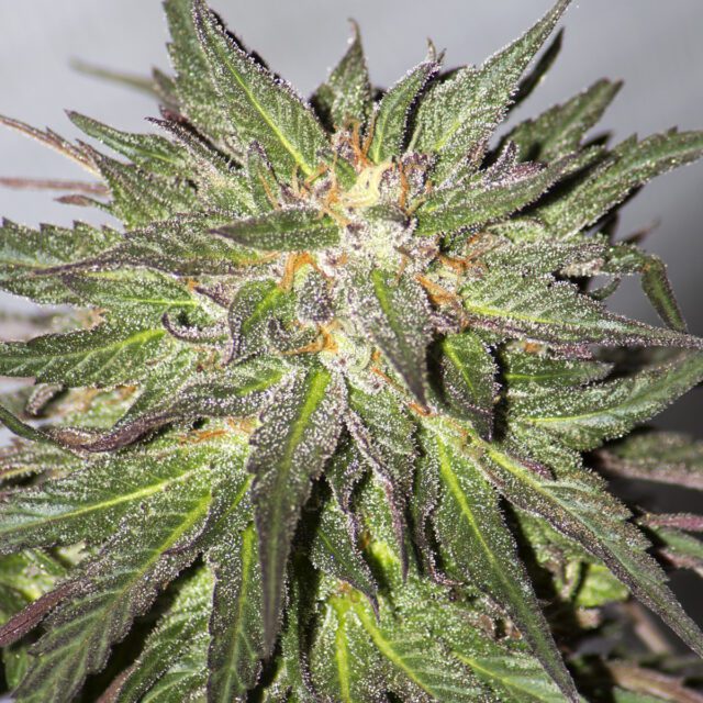 Critical Cure CBD Feminized Seeds