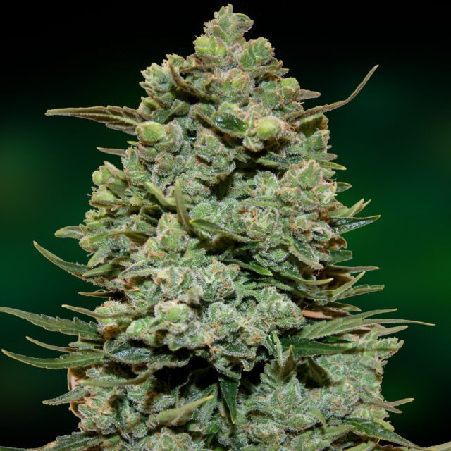 Cookies Kush Feminized Seeds