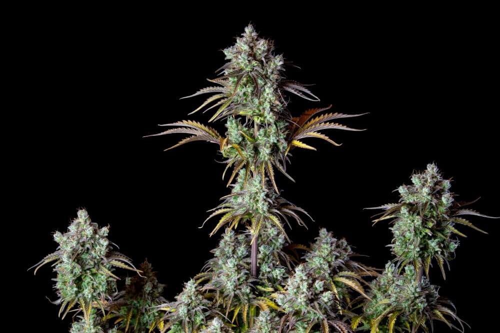 big-bud-auto-2