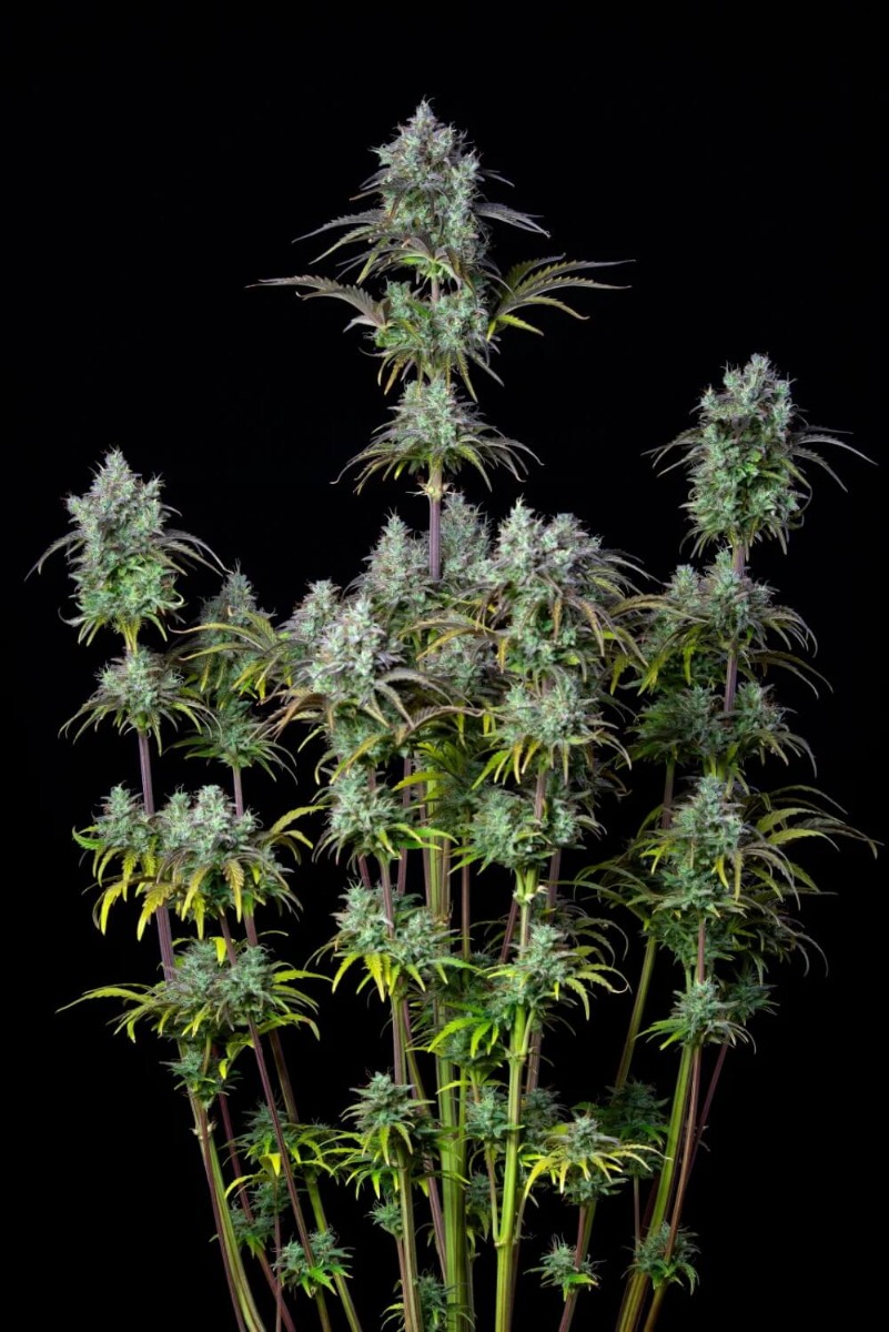 Original Big Bud Auto Feminized Seeds Original Big Bud Auto Feminized Seeds