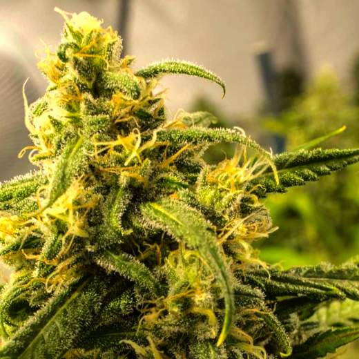 Big Bud Auto Feminized Seeds