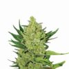 Buy Big Bud Auto Feminized Seeds by Nirvana in America - Image 2