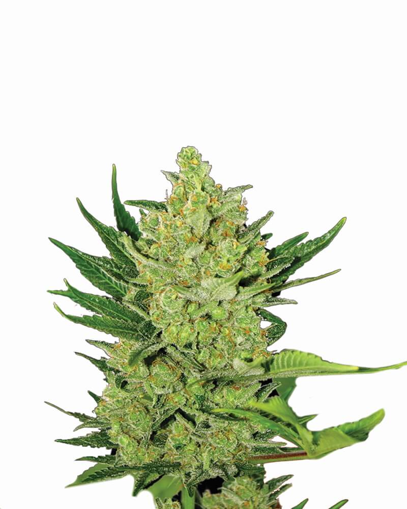 Buy Big Bud Auto Feminized Seeds by Nirvana in America - Image 2
