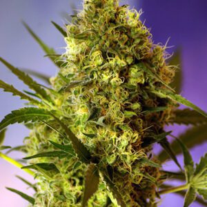 Big Devil Auto Feminized Seeds