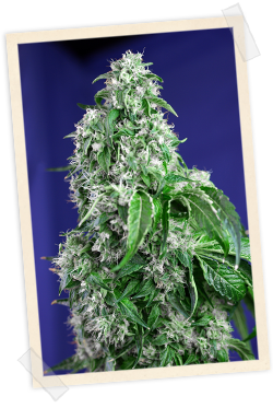 Big Devil F1 FAST Version Feminized Seeds Big Devil F1 FAST Version Feminized Seeds
