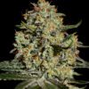 Buy Big Bang Feminized Seeds by Greenhouse Seed Co. in America - Image 2
