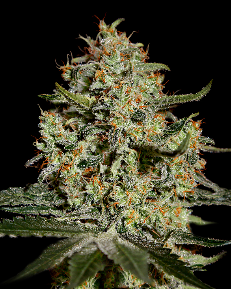 Buy Big Bang Feminized Seeds by Greenhouse Seed Co. in America - Image 2