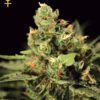 Big Bang Auto Feminized Seeds