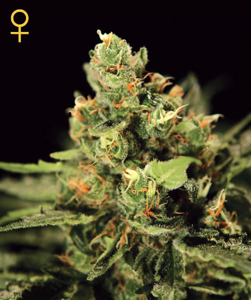 Big Bang Auto Feminized Seeds