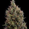 Buy Big Bang Auto Feminized Seeds by Greenhouse Seed Co. in America - Image 2