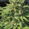 Bigfoot Glue Feminized Seeds