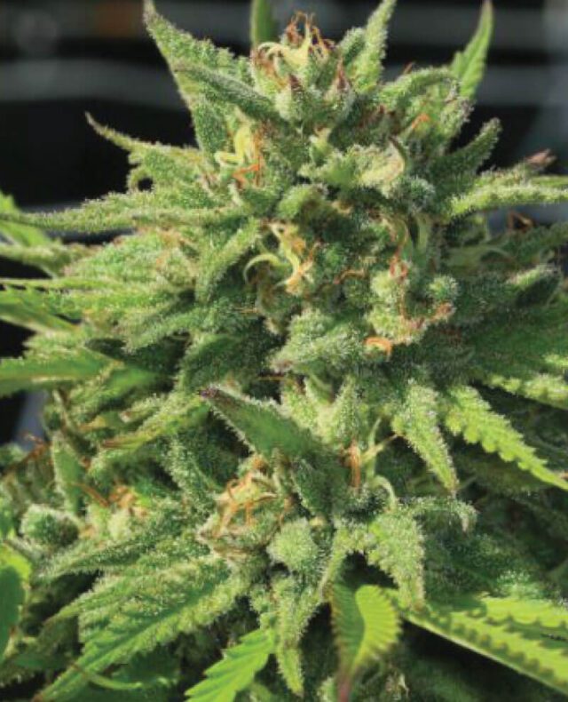 Bigfoot Glue Feminized Seeds