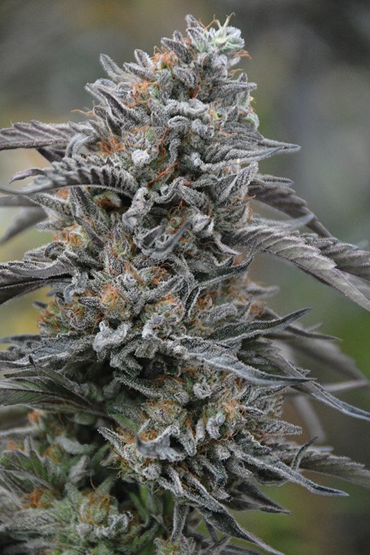 Black D.O.G. Feminized Seeds