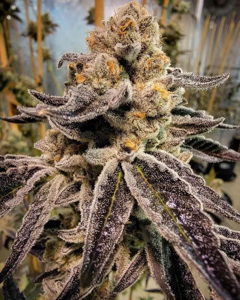 Black Rainbow Sherbert Ltd. Edition Regular Seeds