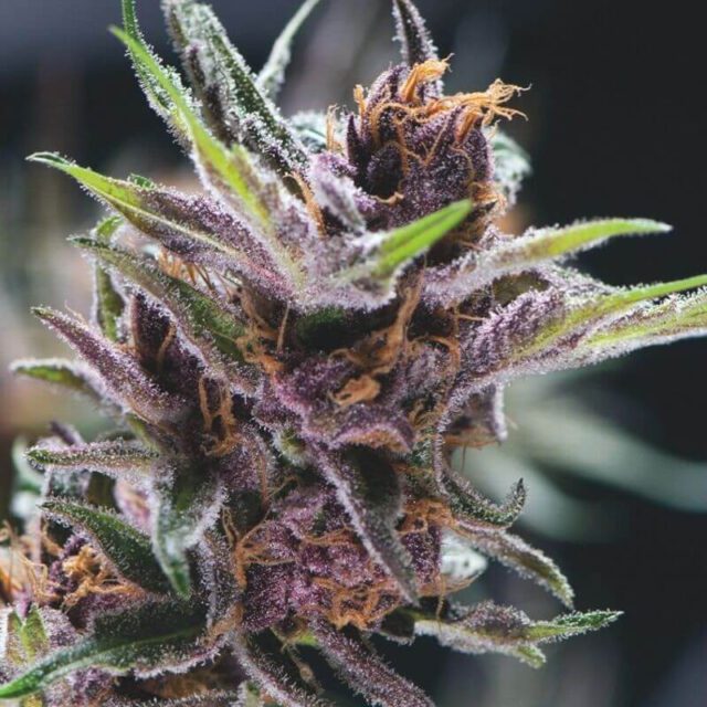 Black Cherry Punch Feminized Seeds