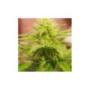 Buy Blackberry Feminized Seeds by Nirvana in America - Image 2