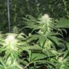 Blackberry Feminized Seeds