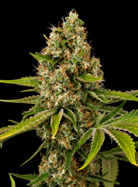 Black Cherry OG Feminized Seeds