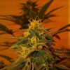 Buy Black Jack Feminized Seeds by Nirvana in America - Image 2