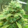 Black Jack Feminized Seeds