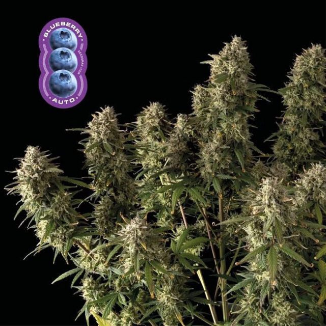 Blueberry Auto Feminized Seeds