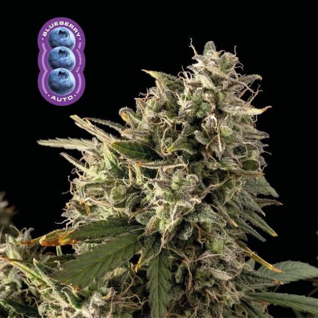 Blueberry Auto Feminized Seeds