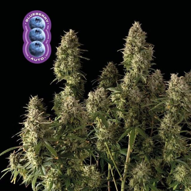 Blueberry Auto Feminized Seeds