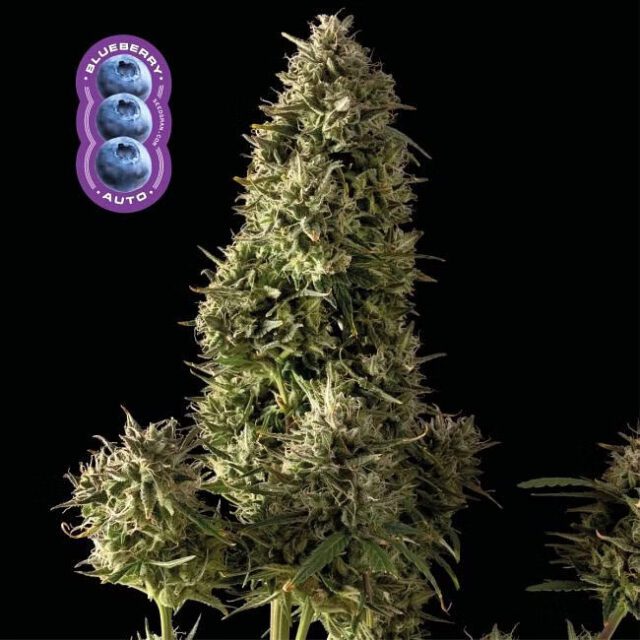 Blueberry Auto Feminized Seeds