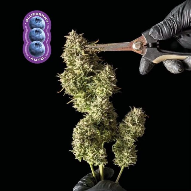 Blueberry Auto Feminized Seeds