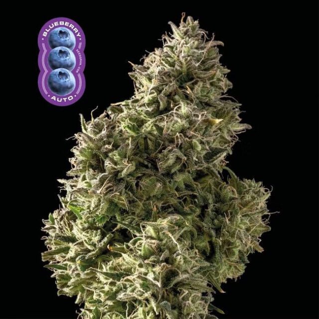 Blueberry Auto Feminized Seeds